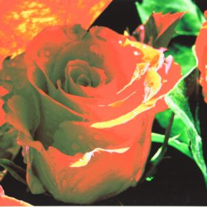 Houweling, Bert - Roos 19 - 2002