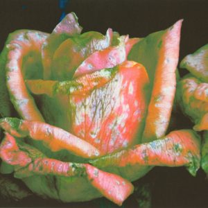 Houweling, Bert - Roos 21 - 2002