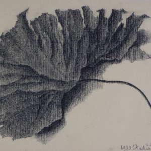 van den Thillart, Jan - Studie - 1980
