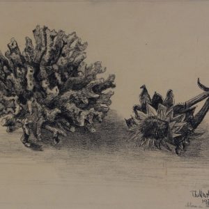 Thillart, Jan van den - Bloem en koraal - 1973