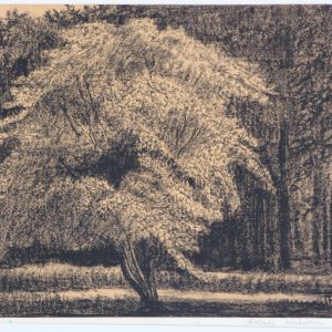 Thillart, Jan van den - Bloeiende meidoorn in het bos - 1971
